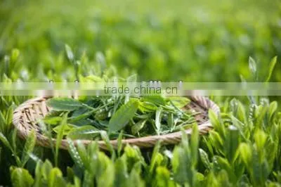 Buy Natural Tea Polyphenol Capsule