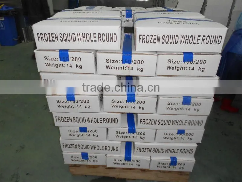 high quality frozen whole and round illex squid 200-300g