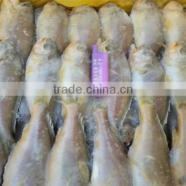 fresh and raw live frozen seafood fish