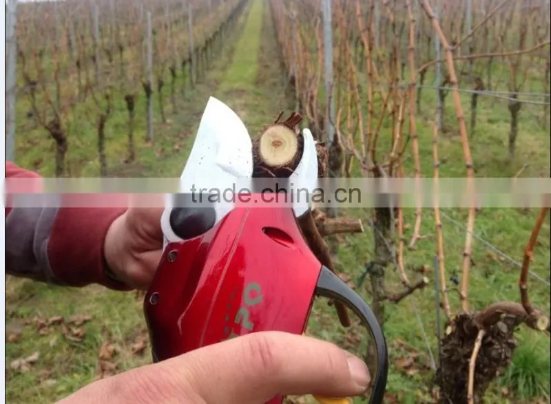 pole pruners