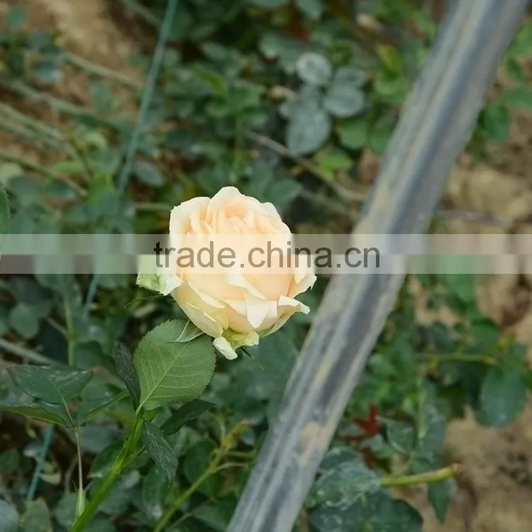 Excellent quality Dalma gerbera suppliers in yunnan province