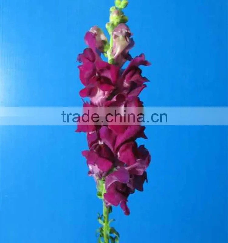 Quality hot selling fresh flowers beautiful snapdragon