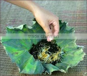 NATURAL FRESHROLL RICE PAPER - HOANG TUAN FOODS