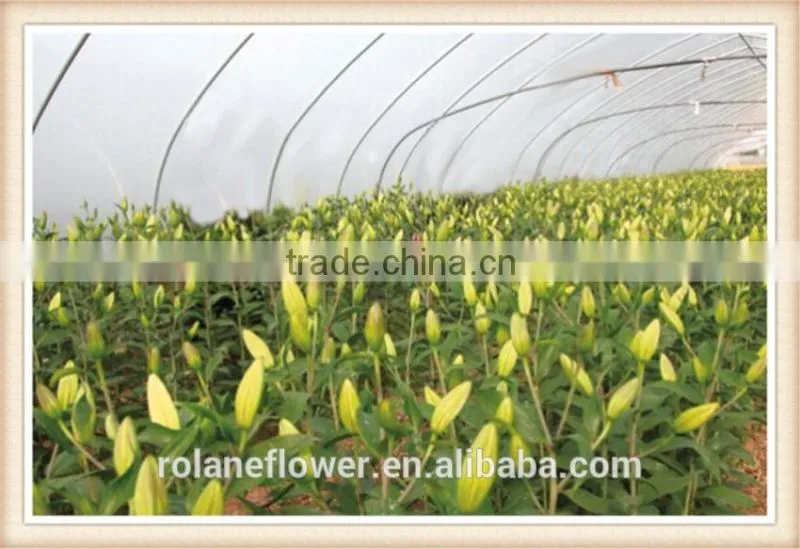 fresh cut Myosotis sylvatica flower to delivery everywhere