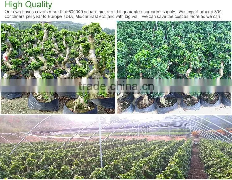 indoor&outdoor big ficus S shape