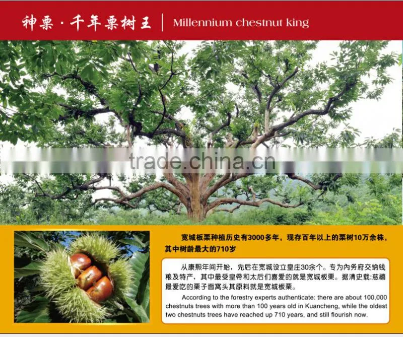 New Crop Bulk Chestnut for sale--Hebei Chestnuts