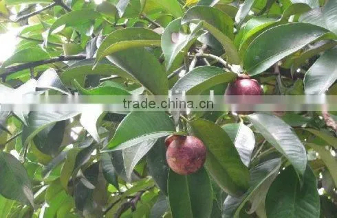 High Quality Kosher Certified HPLC 10%-98% Mangosteen Extract Supplier