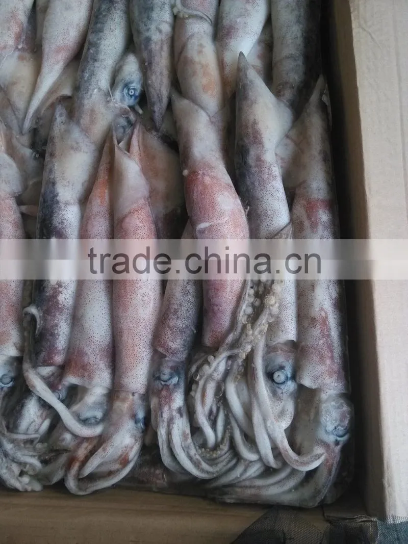 Todarodes Pacificus Squid Variety frozen whole round squid FROZEN SEAFOOD