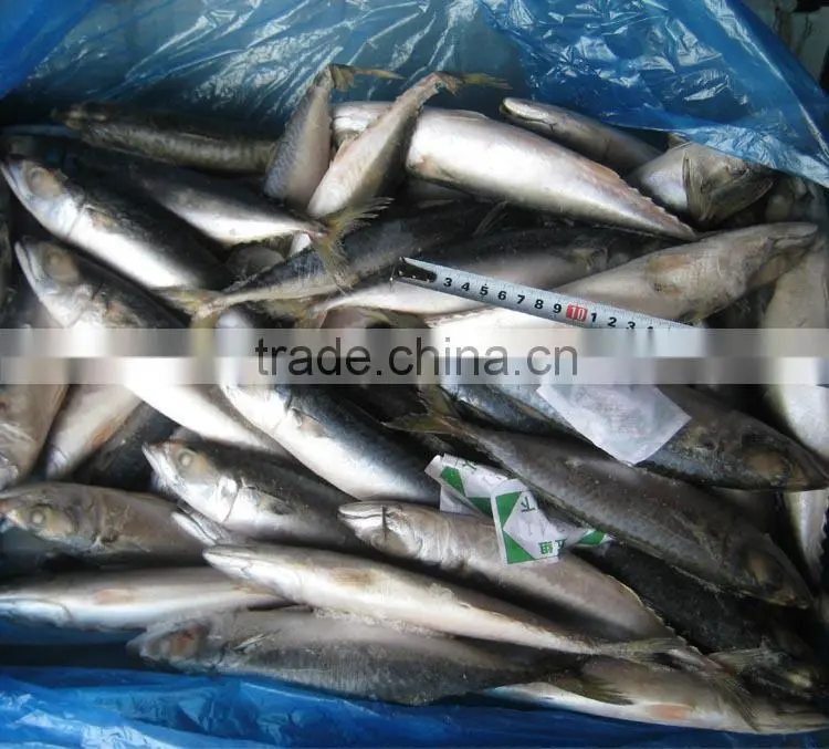 hot sale grade A horse mackerel