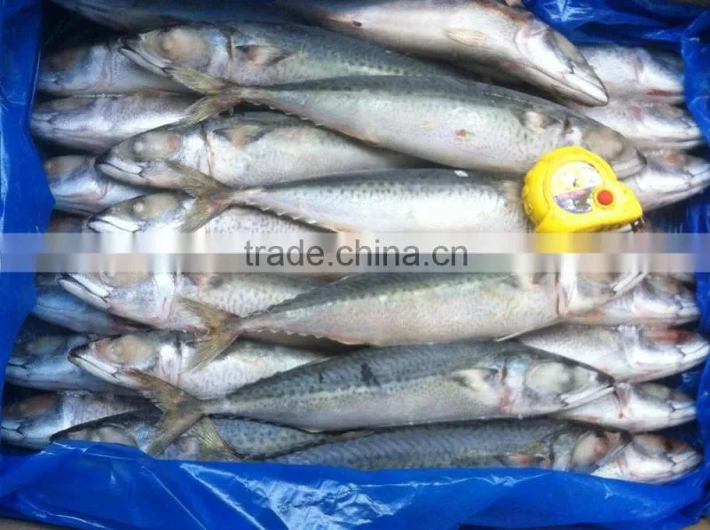 frozen pacific mackerel