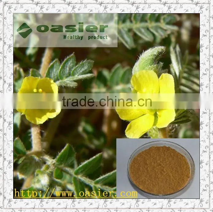 Natural GMP hot sale tribulus terrestris saponins powder to calm the mind