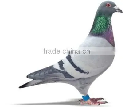 RFID Pigeon tag/ ring tag chicken tag