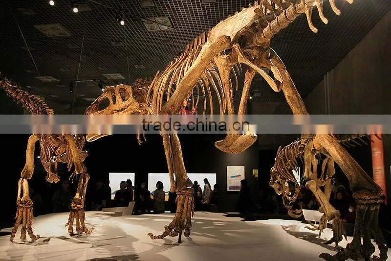 National Museum Quality High Simulaiton Dinosaur Skeleton