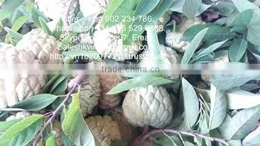 Custard Apple Fruit from Viet Nam