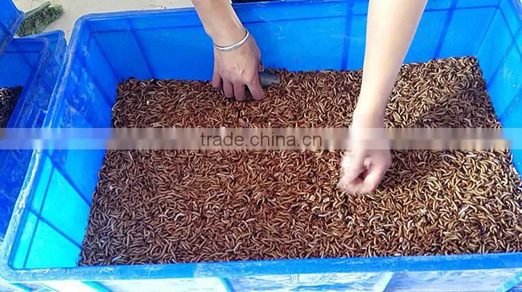 Microwave Dried Mealworms for Reptiles ;China Products Dried Mealworms