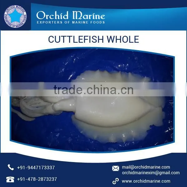 Cleaned and Frozen Whole Cuttle Fish at Export Price
