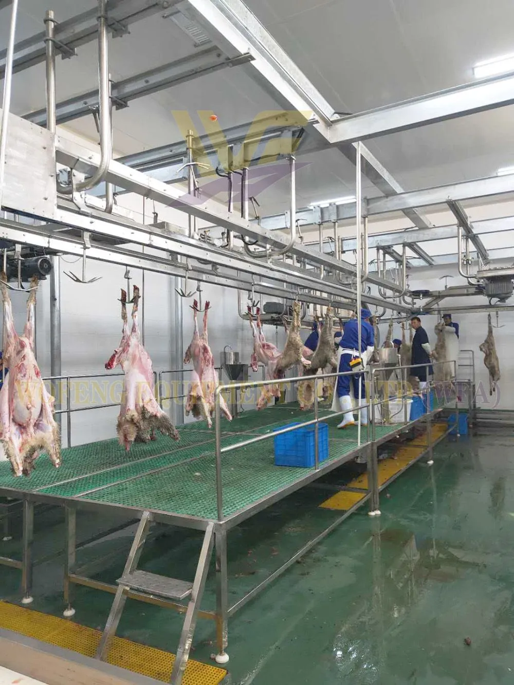 WFA-Sheep dressing line-2.jpg.webp