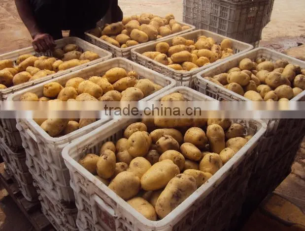 fresh yellow potato from new crop ( china origin)