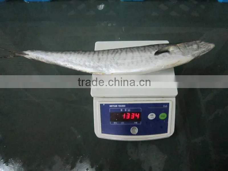 Scomberomorus niphonius mackerel
