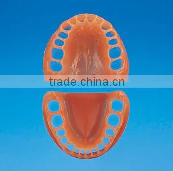 Pediatrics typodont teeth model (20 teeth) with removable screw teeth
