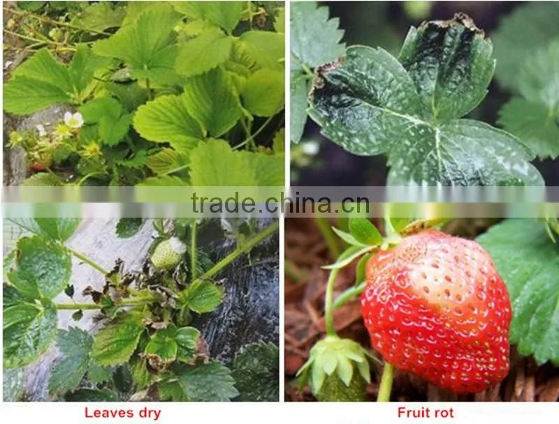 Huminrich 100% Water Soluble Potassium Humate Fertilizantes Para El Melon