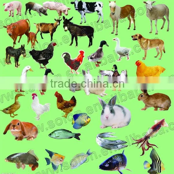 The Best Choice Full Automatic poultry feed mill