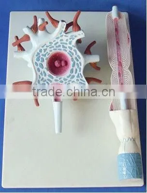 V-AM039 Medical plastic teaching anatomical neuron model
