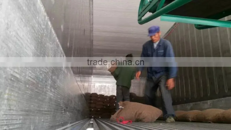 Good reputation of Chinese Fresh Chestnut in shell.