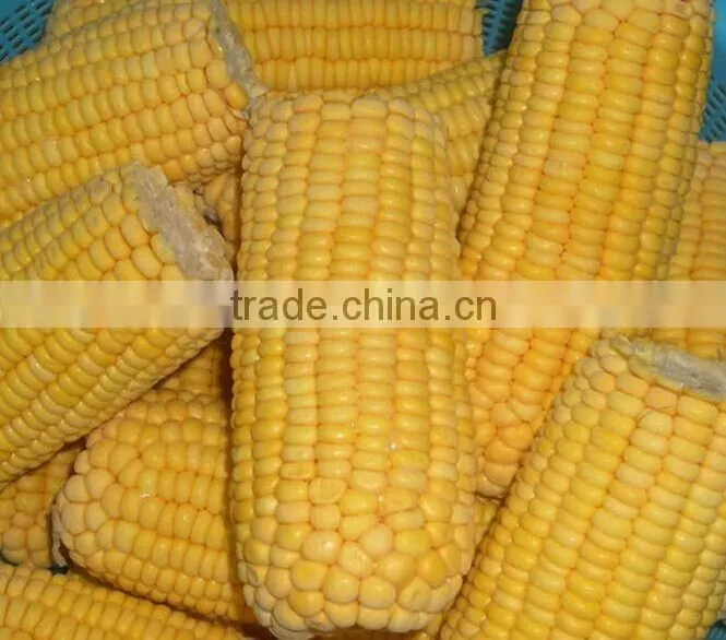 Chinese IQF steamed blanched IQF frozen sweet corn yellow corn