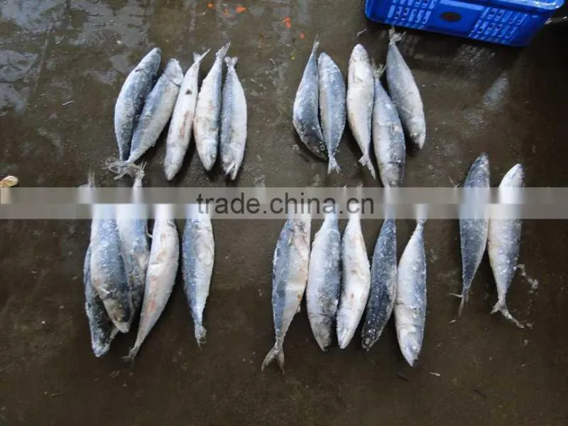 2014 Frozen pacific mackerel WR