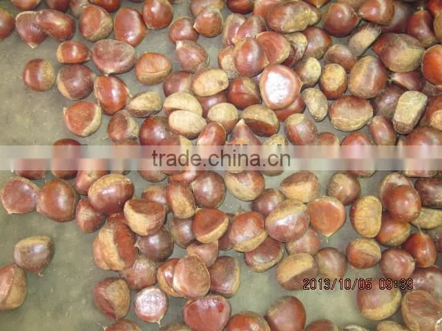 price chestnuts of 2013