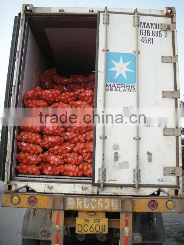 new crop 5--8cm fresh red onion