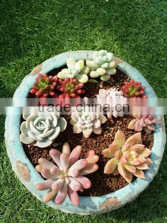Cactus Soil/Gardening Soil/Trace Element Soil