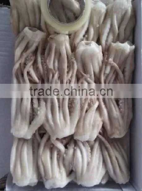 squid tentacle of japanese squid