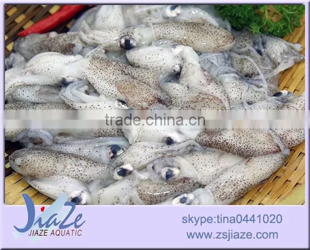 zhoushan wild caught fresh baby squid BQF OR IQF