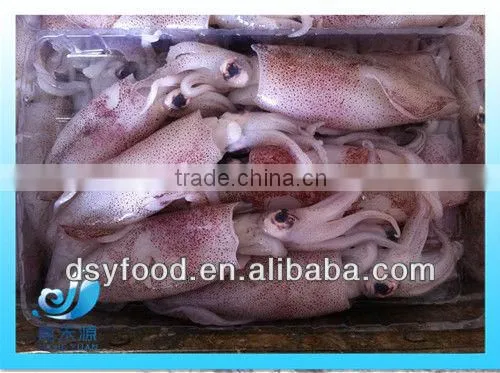 Frozen clean and fresh Fuzhou squid