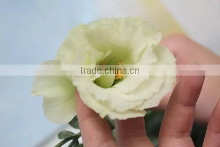 Wide varieties new coming beautiful hybrid eustoma grandiflorum