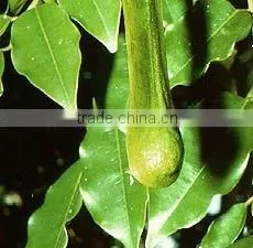 Elemi Oil Natural