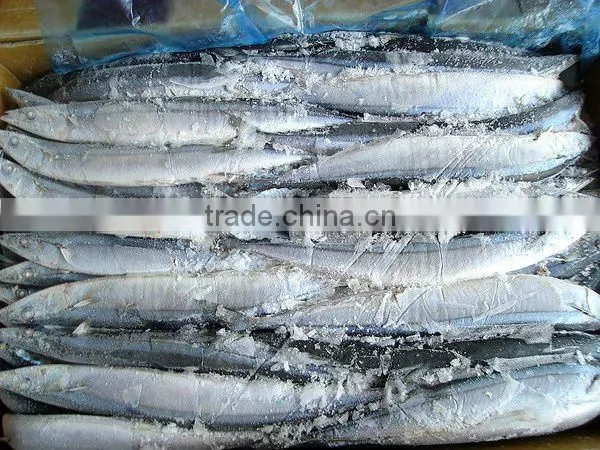 whole round frozen pacific whole round Taiwan saury