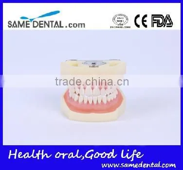 Detachable dentition model for school education dental model