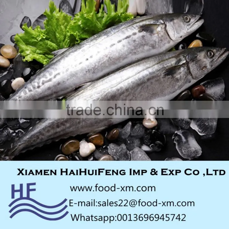 Xiamen Haihuifeng Scomberomorus niphonius
