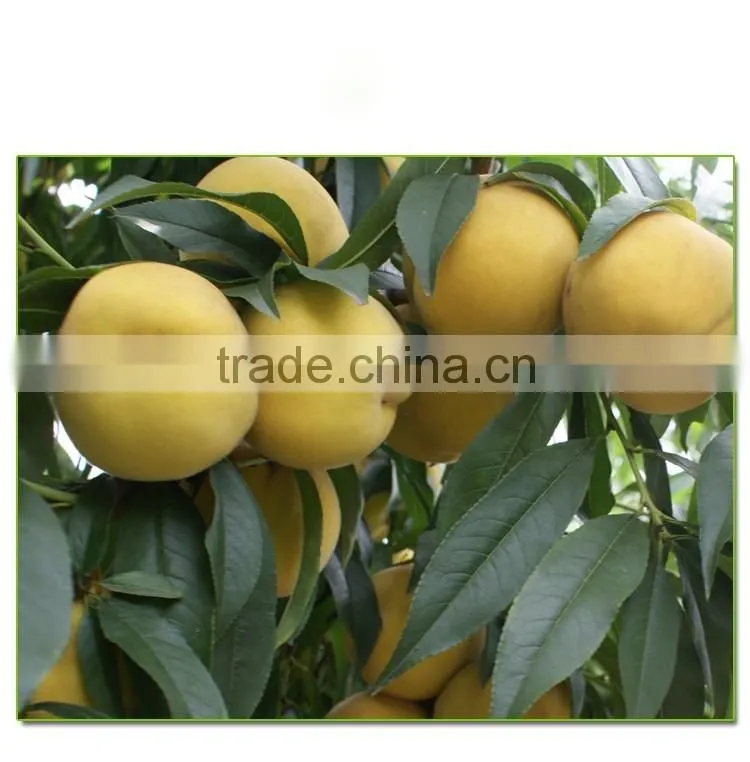 yellow peach tree seedling