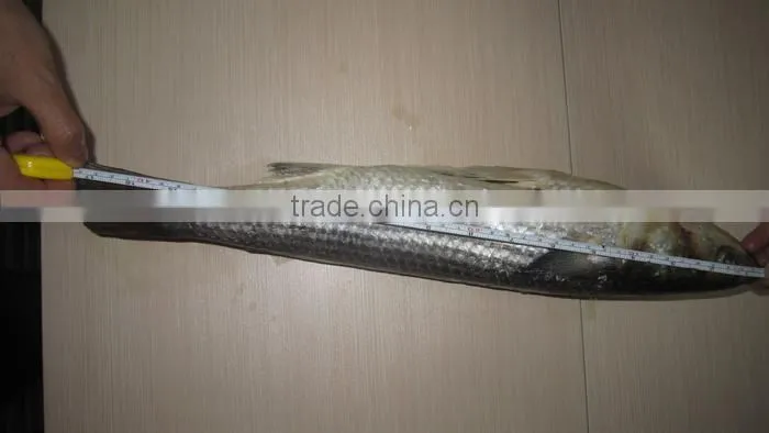 BQF grey mullet whole round ,1000+g Mugil Cephalus