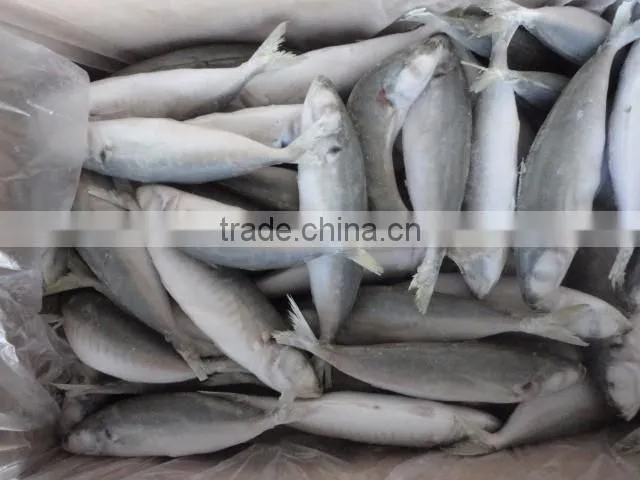 frozen horse mackerel IQF fish