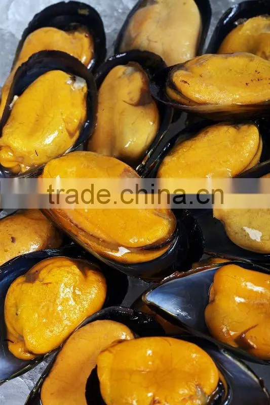 Mussel