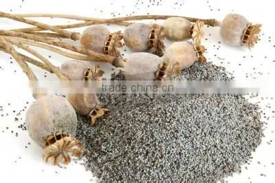 Sesame Seeds Cleaning and Stoving Machine|Sesame Seed Washer and Dryer