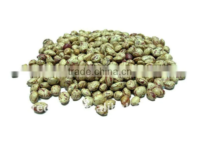 Round shape light speckled kidney beans