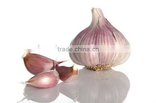 Fried garlic granules 5-10mesh8-16mesh
