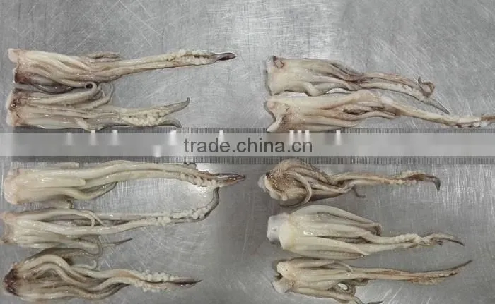 Frozen squid tube todarodas pacificus BQF