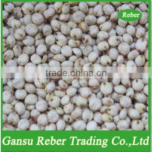 White Sorghum